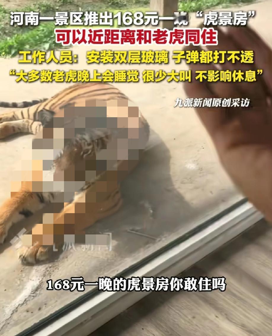 如果“老虎”住你隔壁，你睡的着吗？
河南一景区推出168元虎景房，只隔着一层玻璃
