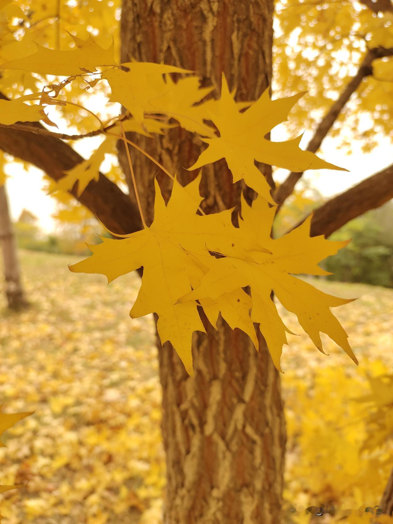 完了，歌手们也要失业了！
面对AI歌手的横空出世，真人歌手开始面对虚拟歌手的竞争