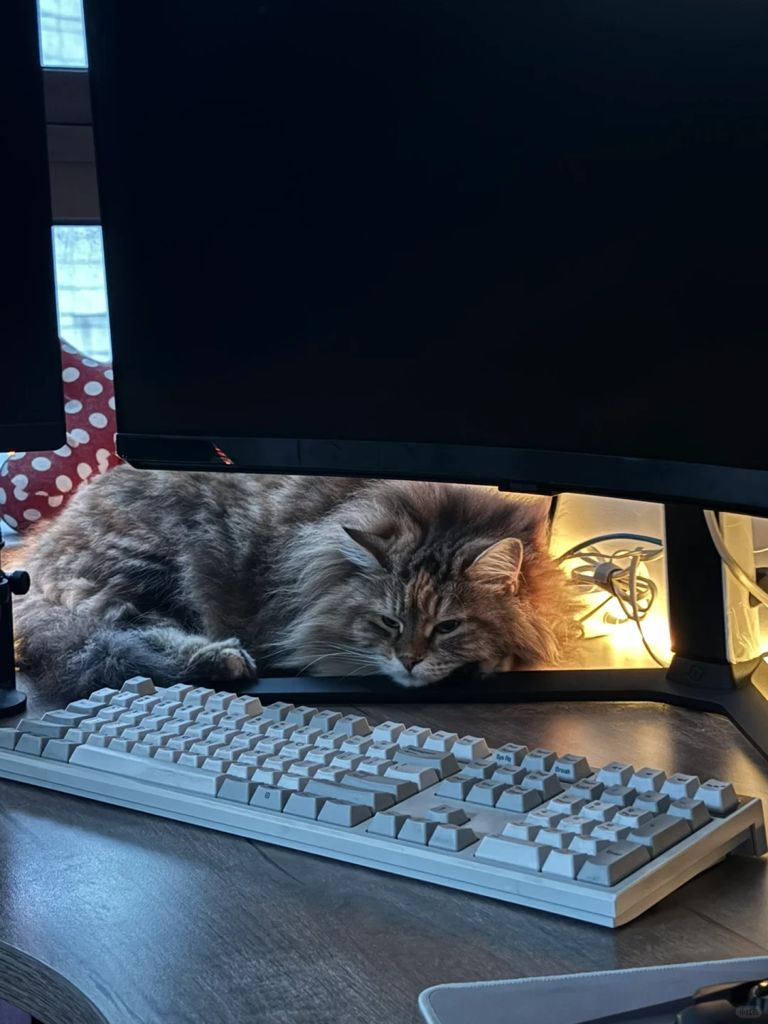 电竞小猫