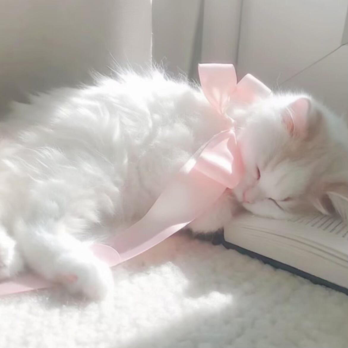 𝒾𝓈 𝓉𝒽ℯ 𝒸ℴ𝓁ℴ𝓊𝓇 ℴ𝒻 𝓅𝒾𝓃𝓀🎀 