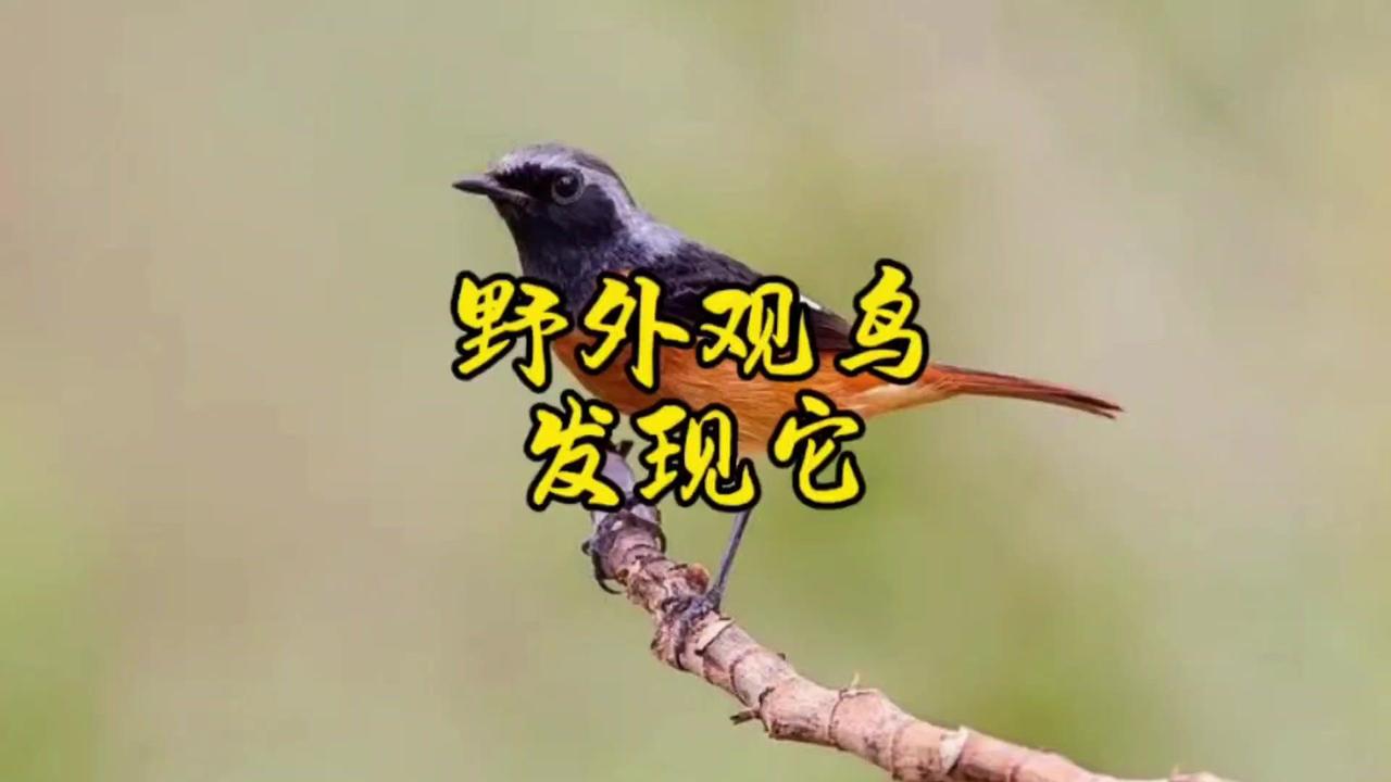 今天我在路上发现了一只小鸟，它好像钻到了石头里，我靠近一看，原来是一只小麻雀！它