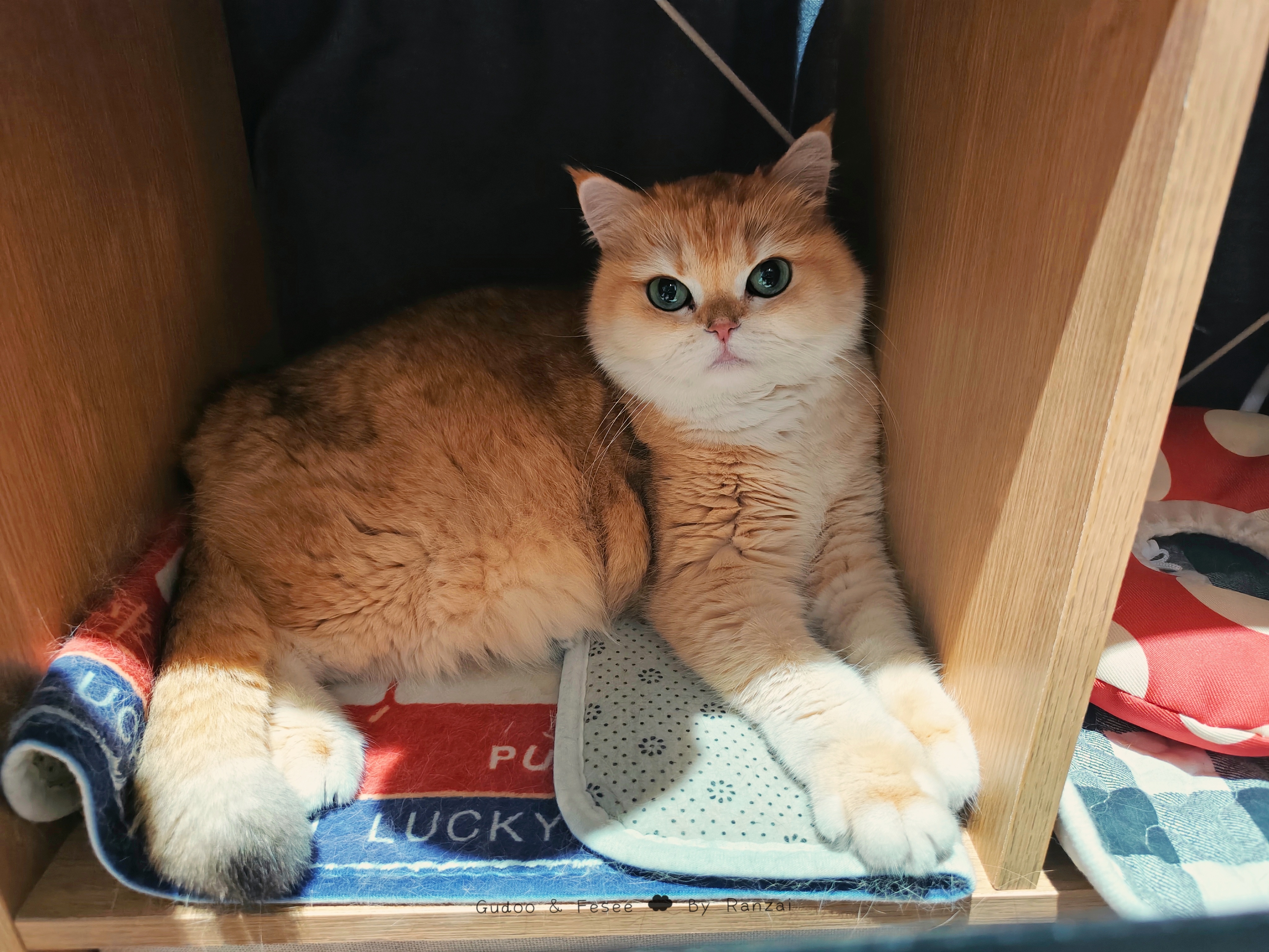 出发前猛rua小猫头～猛猛想孩子[捂嘴哭]菇冬怎么肥四[超话] ​​​