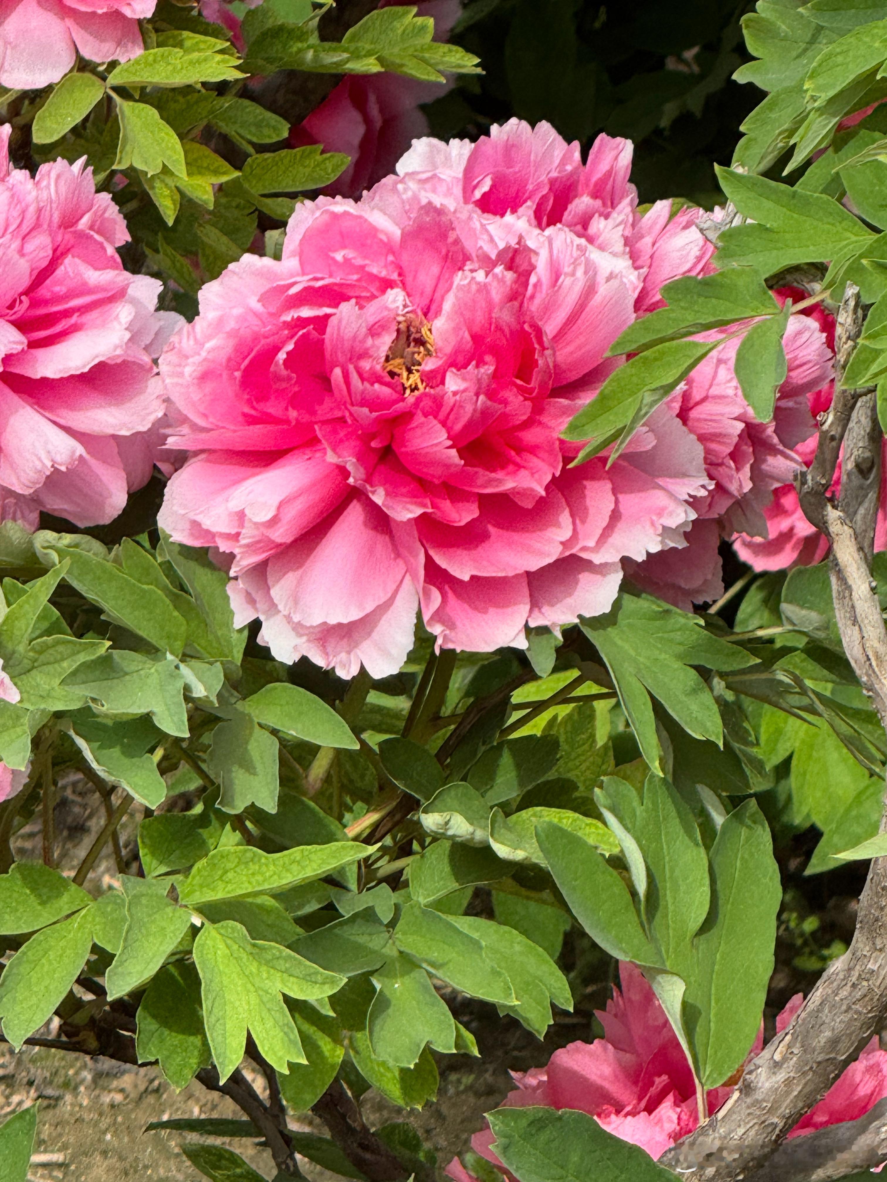 牡丹花开了 濮阳