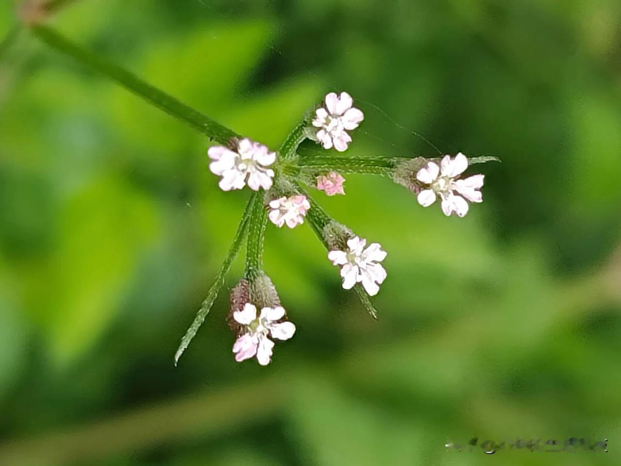 哇，这个让我们讨厌的粘连子（四川方言），居然也这么有用处！

窃衣（学名：Tor