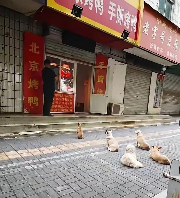 我来给这种爱心泼点冷水。
       这几天，咱们洛阳一烤鸭店老板坚持多年喂流