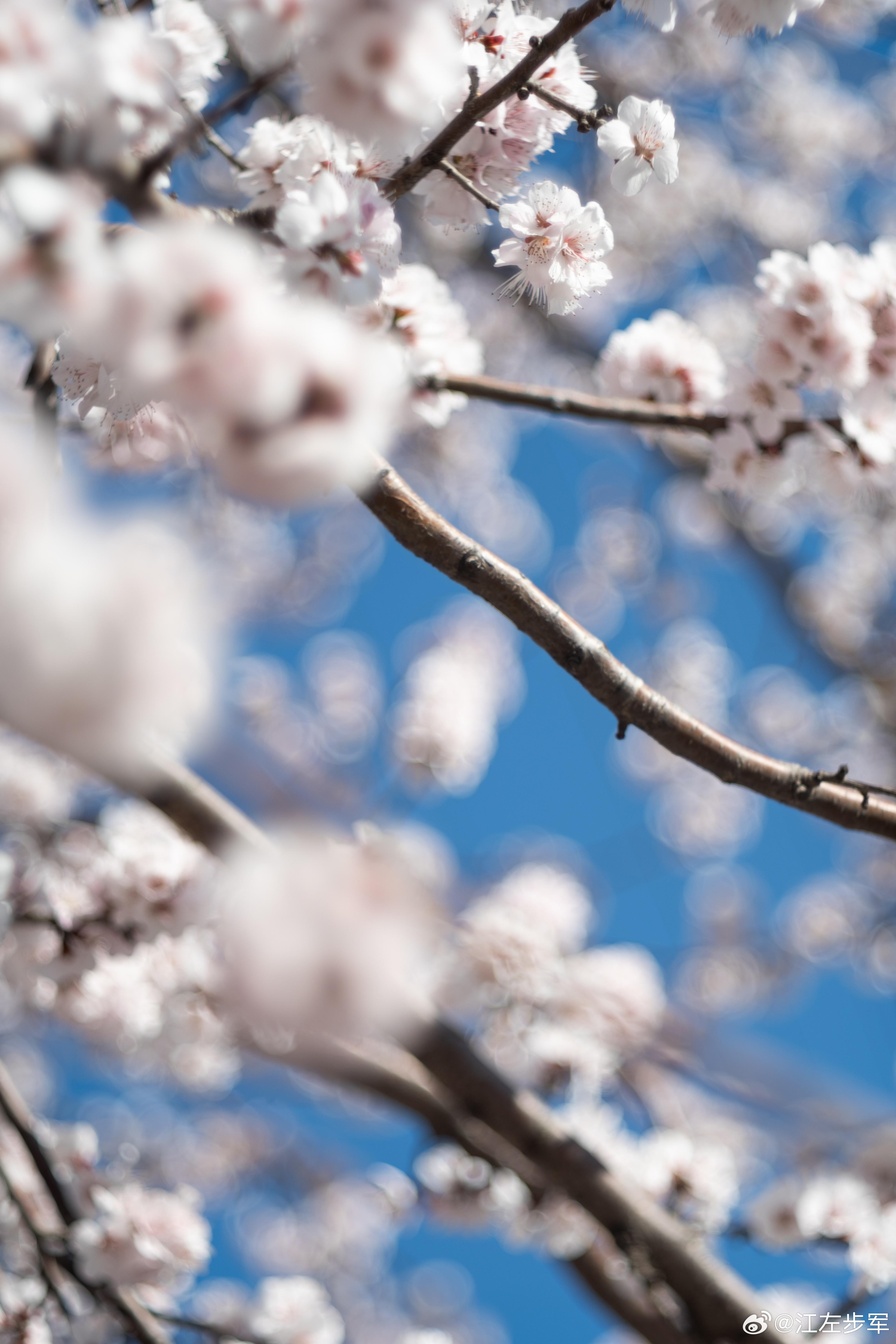 北二环的桃花摄影