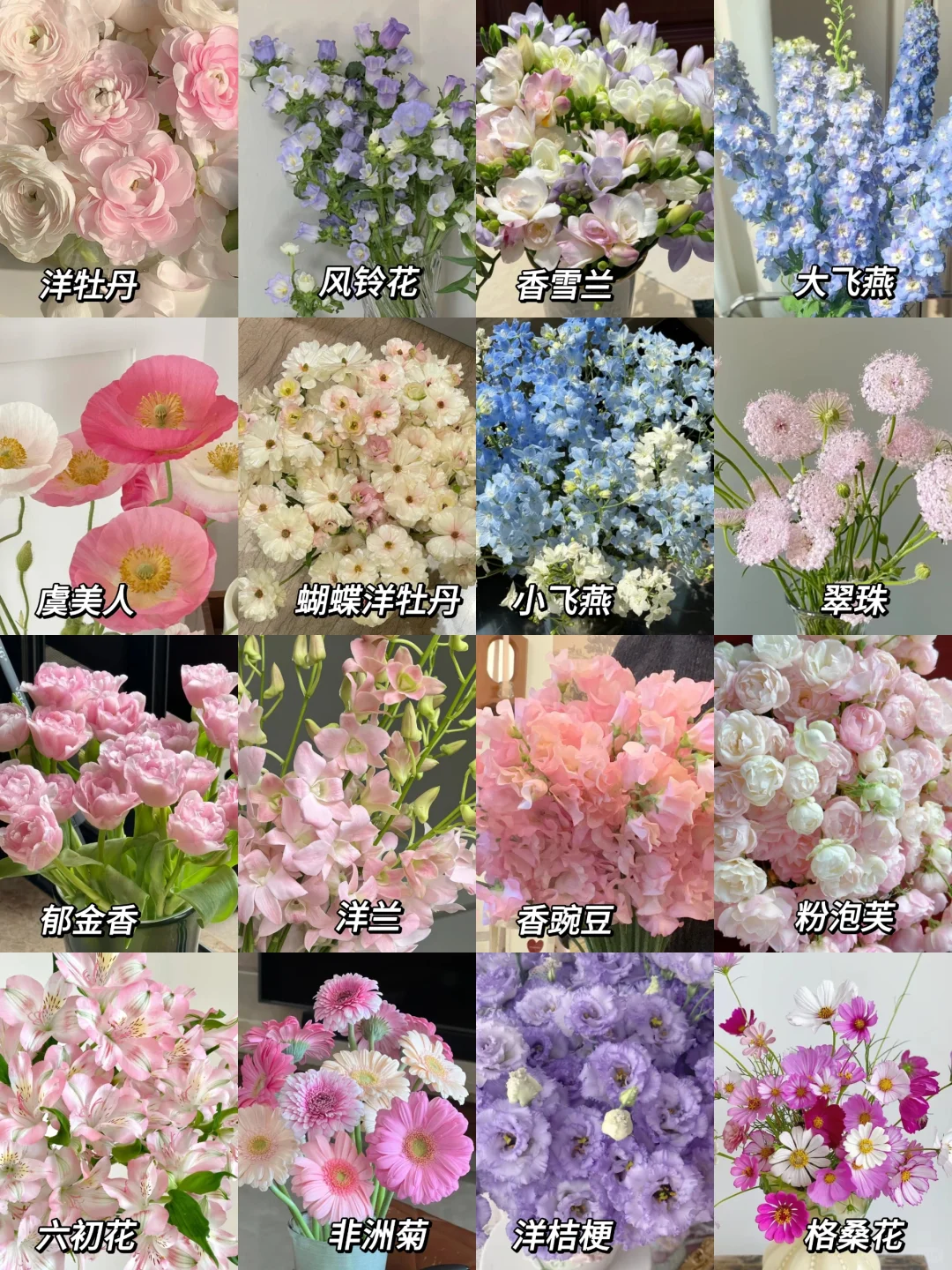 养花的姐妹看过来！总结11-1月时令花材