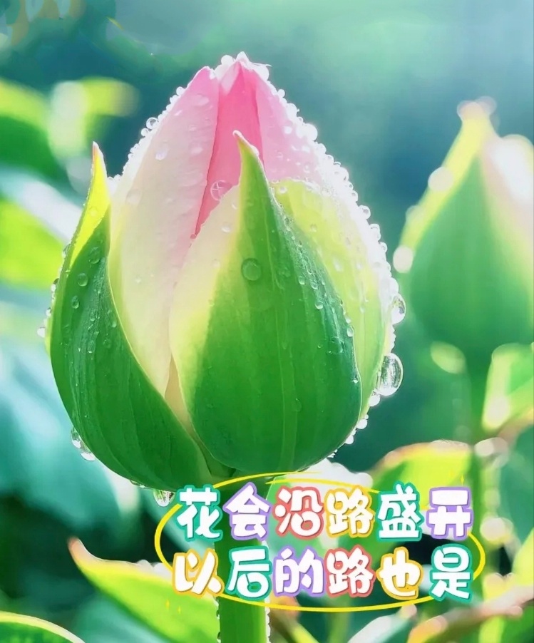 【年年有夏，岁岁不同】                 作者：如   月    