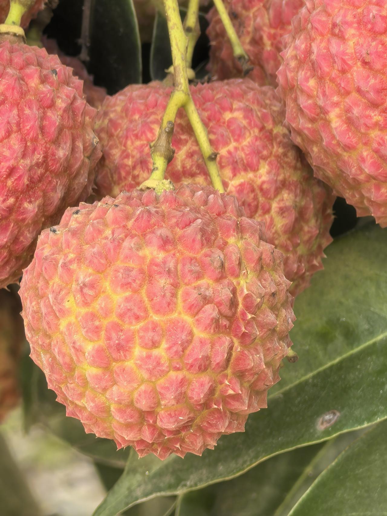 【为什么荔枝会有大小年？】

水果这么多品种中，有一个奇怪的现象，这就是【大小年