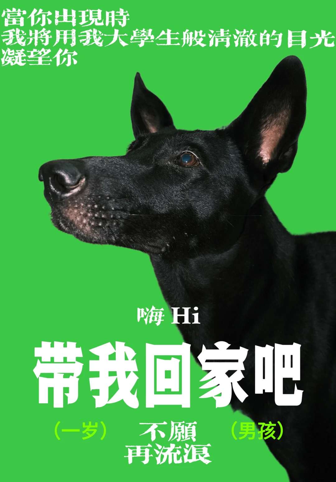 帅气流浪弟弟找帅气领养人 坐标成都