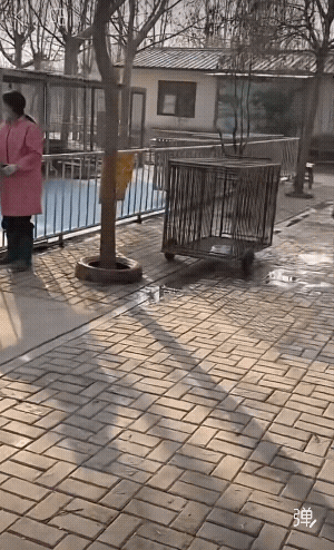 这小老虎真是调皮，挨一巴掌后，转过身去又把那个熊打一巴掌！[捂脸][呆无辜]