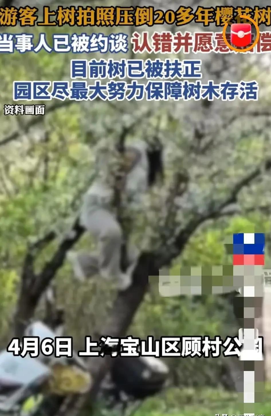 女子压到20年樱花树
女子压到20年樱花树icon，不至于动用公安、城管等管理单