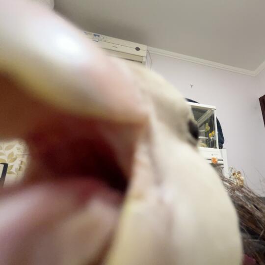 起猛了 上网可以和鹦鹉舌吻了