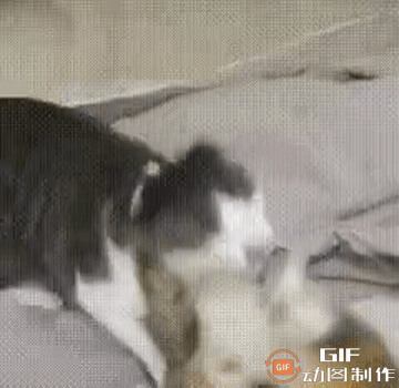 好功夫，领教了，告辞……

也不知道你这是无影脚，还是无影头[摊手]……

反正