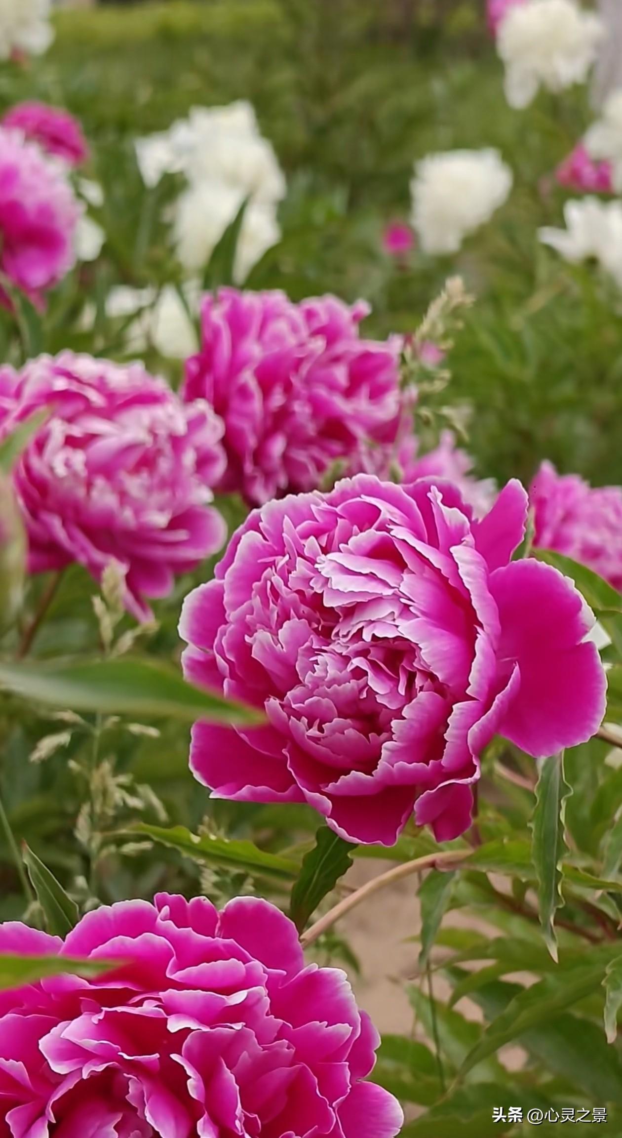 芍药园里深浅粉韵交织，绘就温柔春日图景。艳玫红芍药层层叠叠，瓣边晕着细碎白边，饱