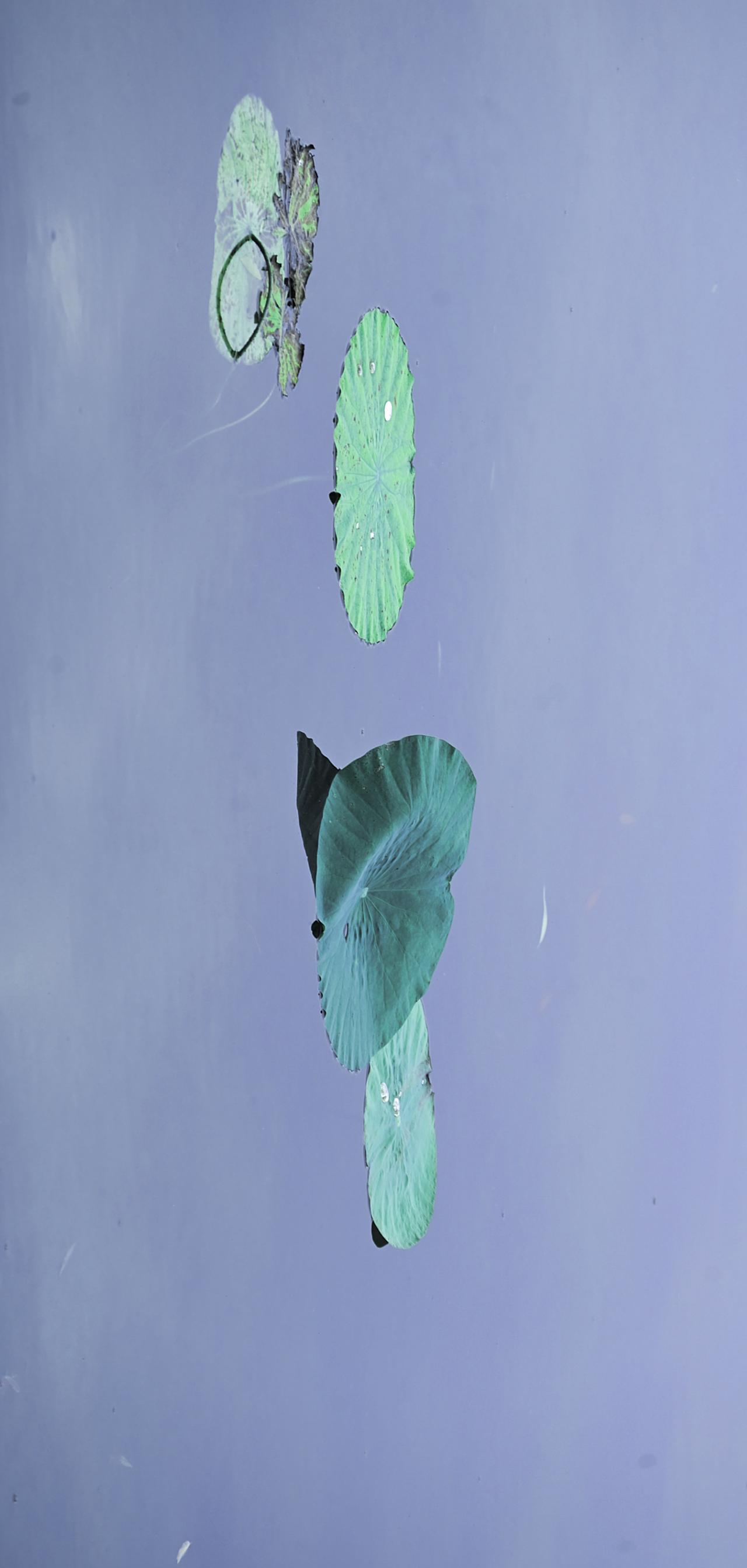 溧浮在水面上的叶子