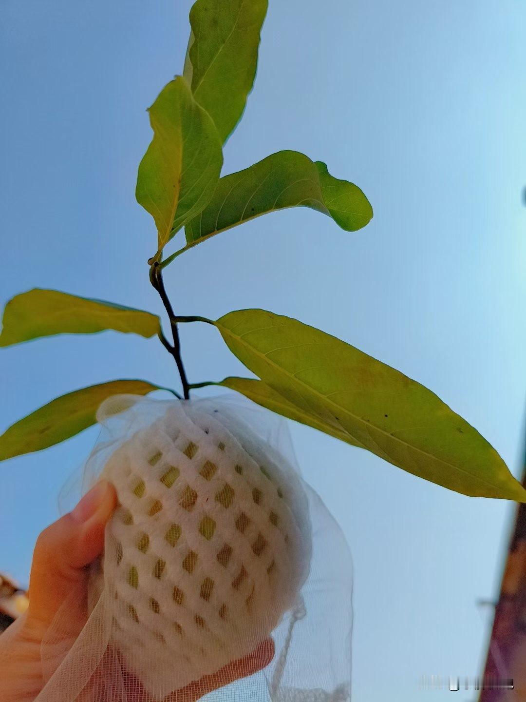 以前不开心，不高兴的时候，就去逛金店，[呲牙][呲牙][呲牙]买个啥都是高兴的，