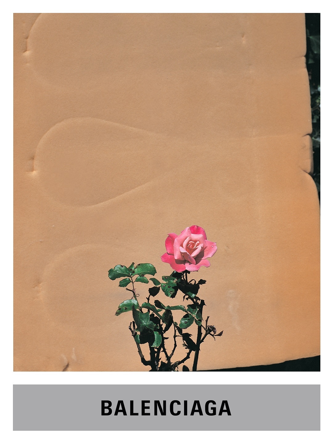 玫瑰与风华The Rose and the GraceBalenciaga Su