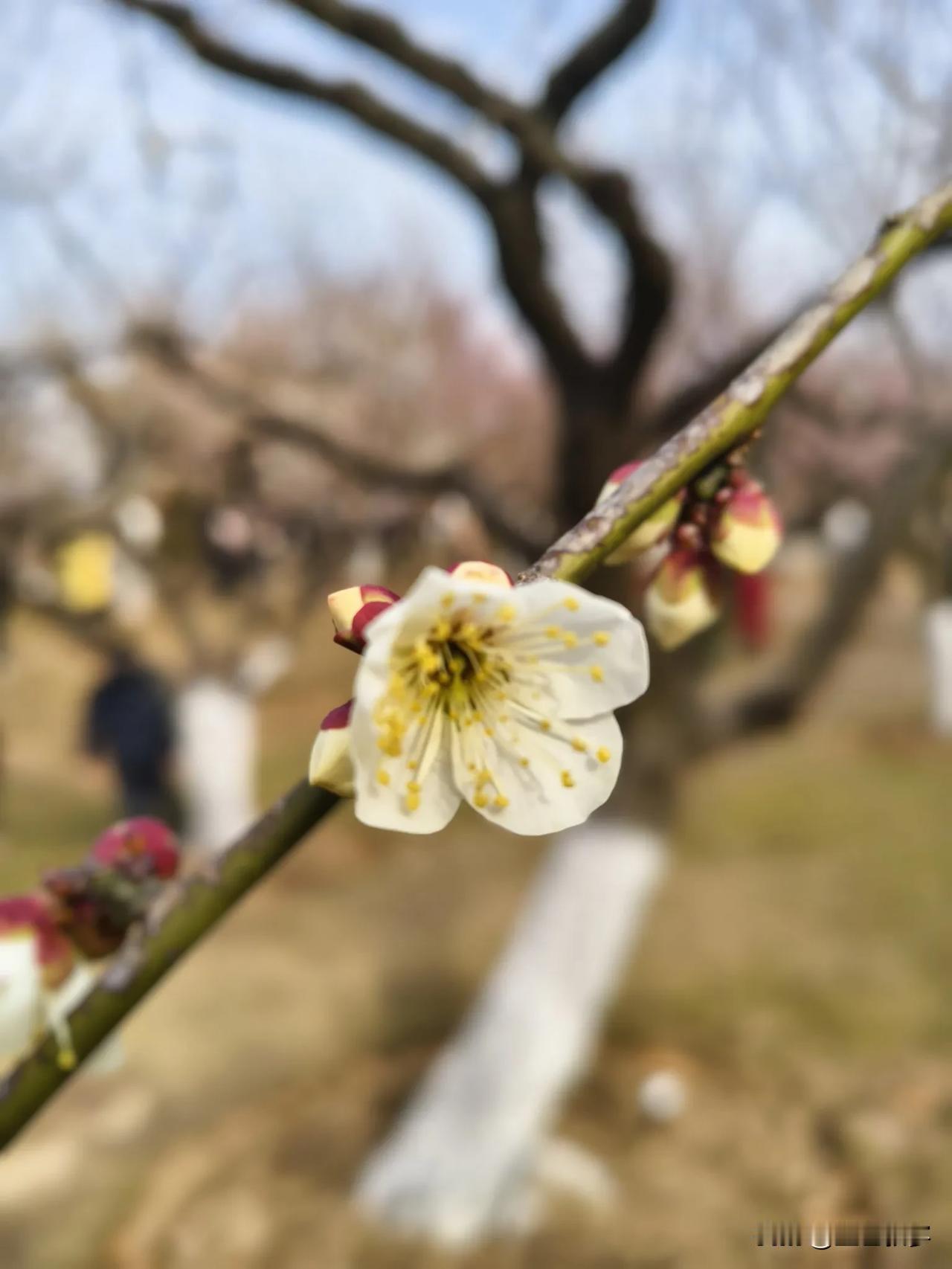 《哪吒2》火到了海外，不少友友都发文表达观后感，可惜，还没有看过。网上二刷三刷的