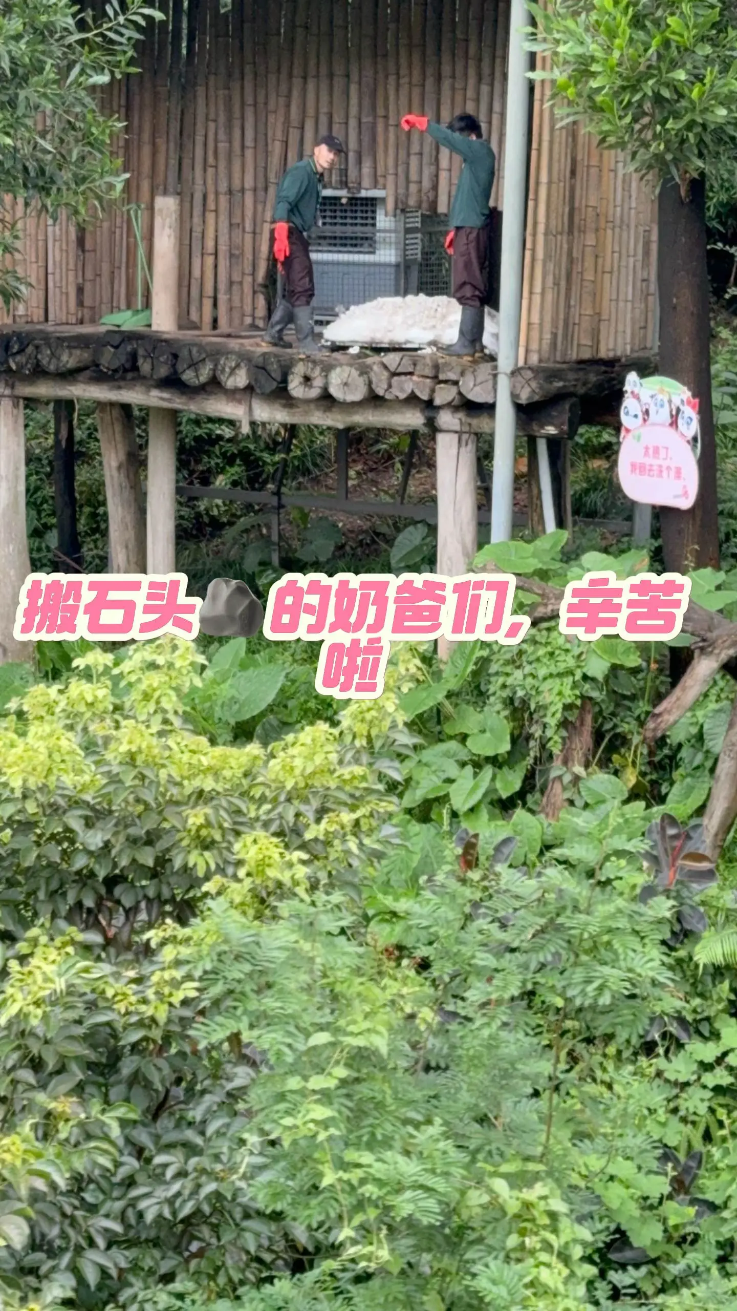 搬石头🪨的奶爸们辛苦啦，冰床上的石头🪨会慢慢搬走，🐼终于可以躺冰床睡觉了