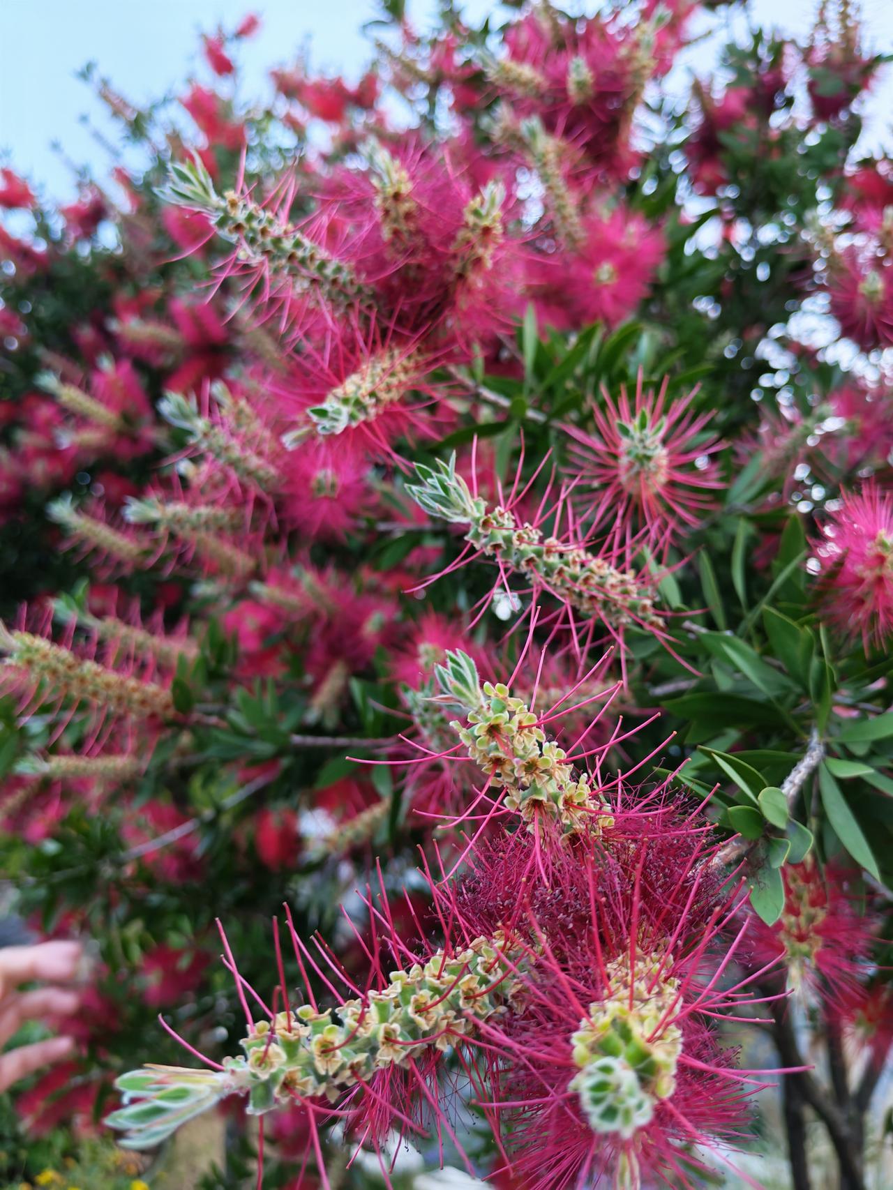 这是什么花？火红火红的，贵州兴义市看到的。有认识的吗？
