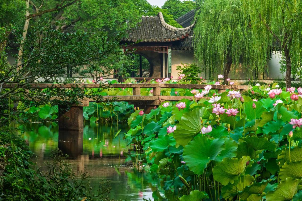 苏州拙政园。苏州拙政园中式园林之美学 园林是立体的山水画 荷塘诗意 江南水乡里的