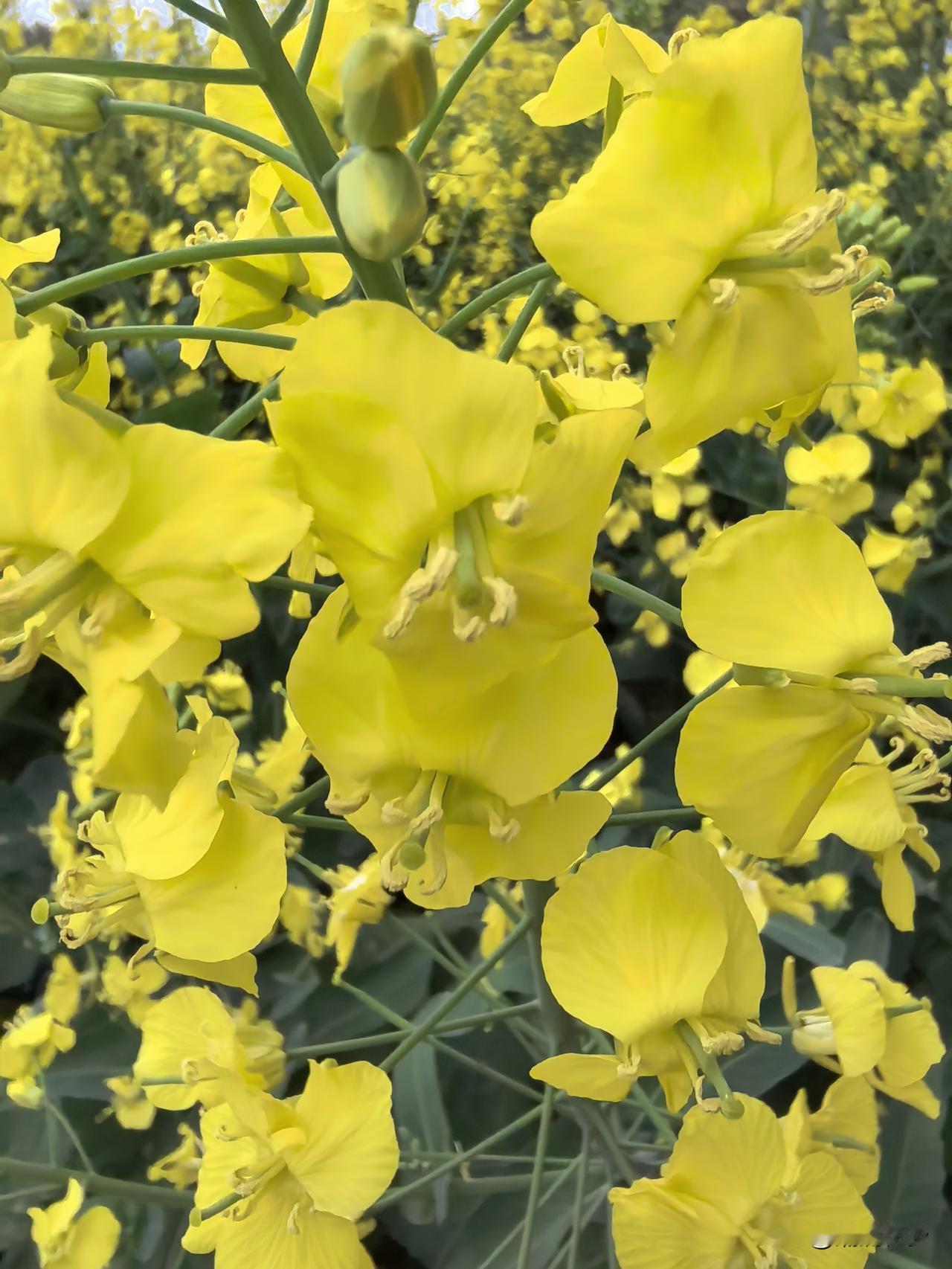 春光正好，风过叶摇。
春风漫过叶尖，
每一片圆叶都朝着光的方向舒展。
不负春光，