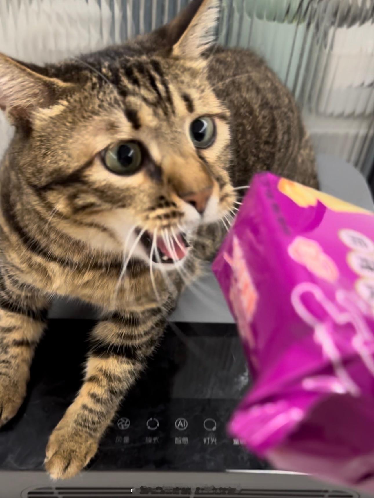 此小猫咪馍片被抢走，小猫咪尖叫不已 