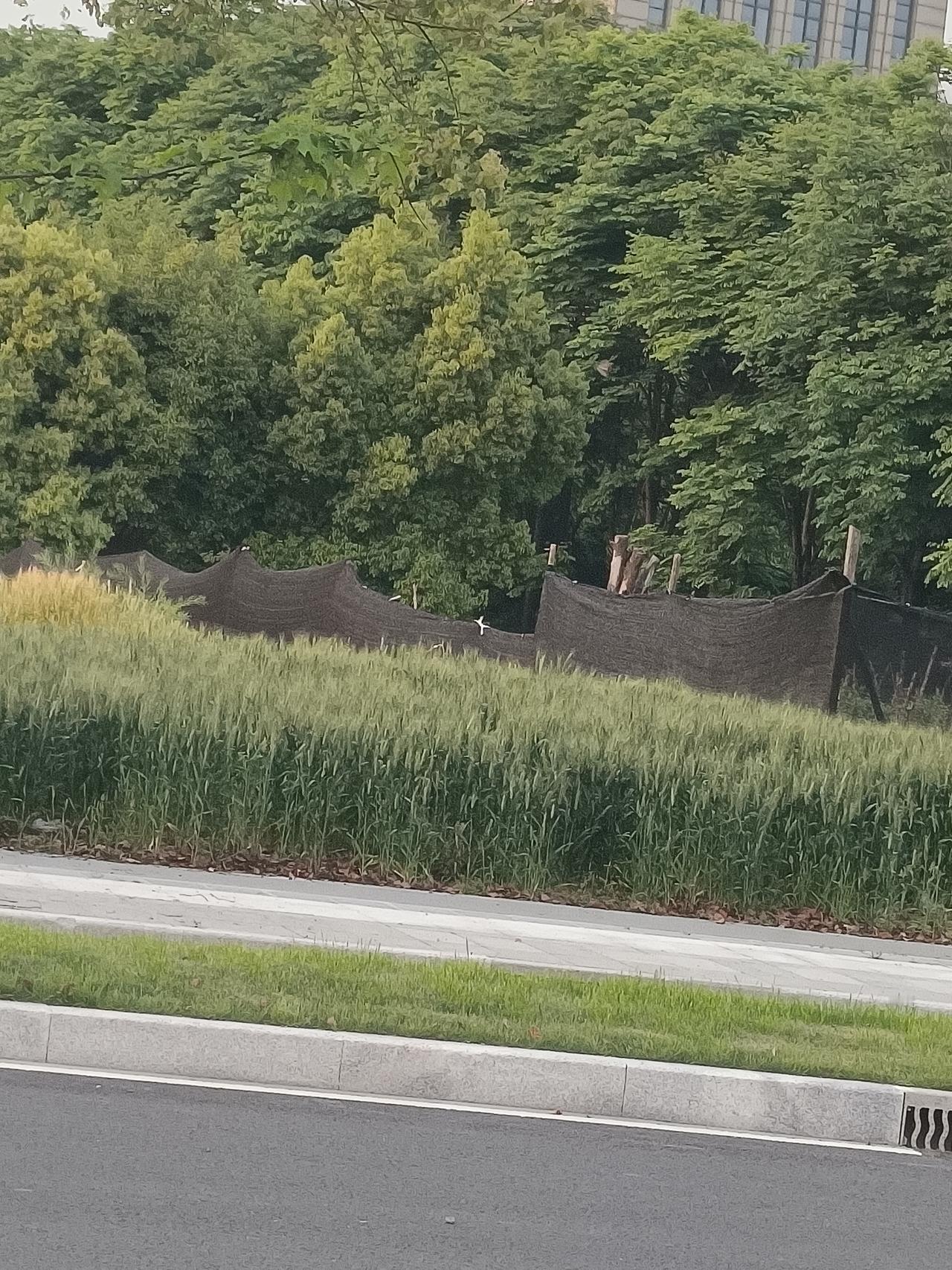 今天开车在城里，突然看到大片小麦，长势看着还挺好，觉得挺好奇的。
       