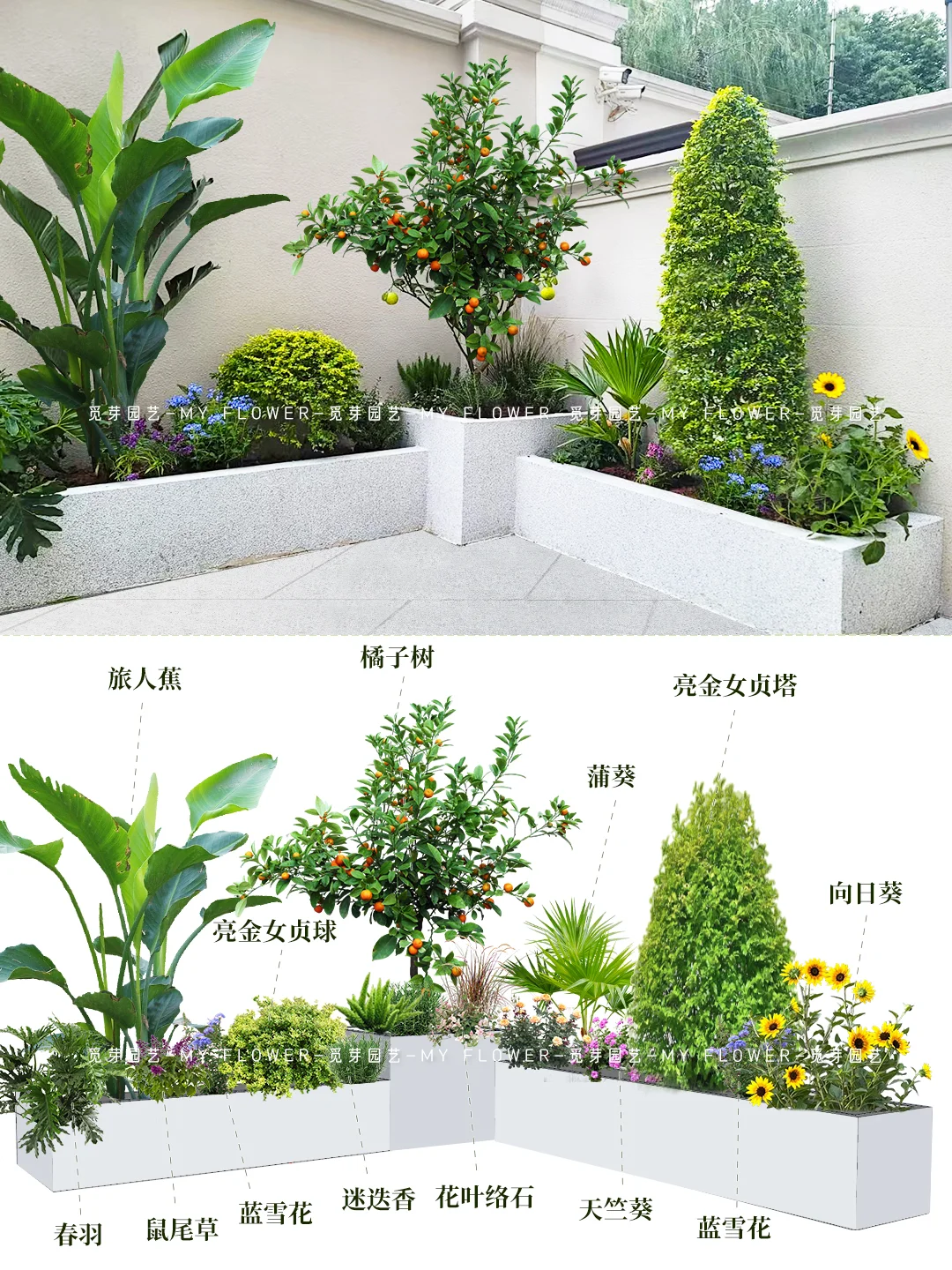 花园案例|秋冬季花园植物搭配~花繁果硕