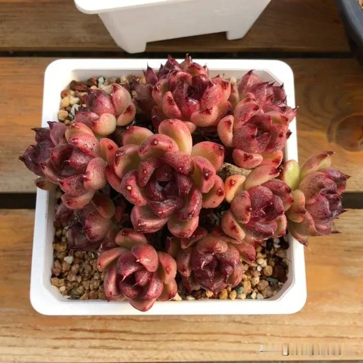 糖心水晶  丸叶水晶  黑水晶