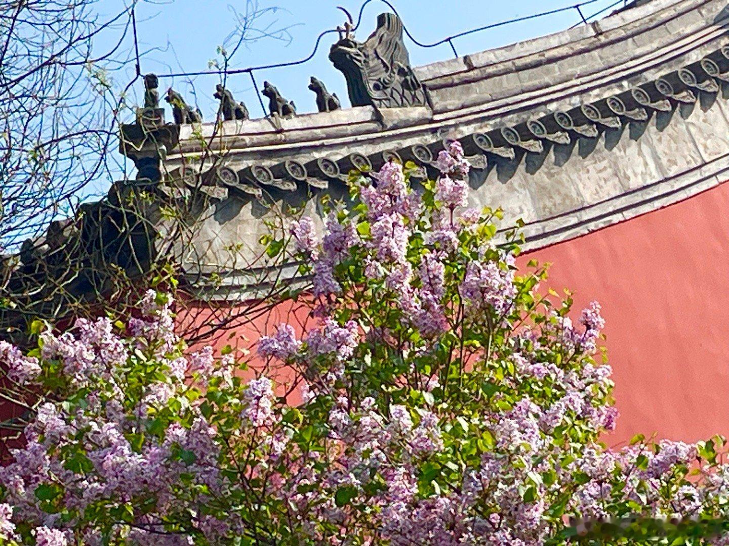 北京长椿寺外墙丁香 摄影​​​