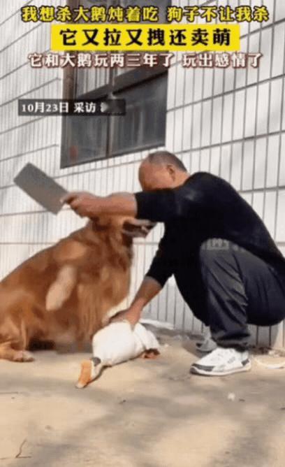 10月23日，河南的邵先生准备把家里养了几年的大鹅宰了炖肉吃！

刚把鹅抓起，拿