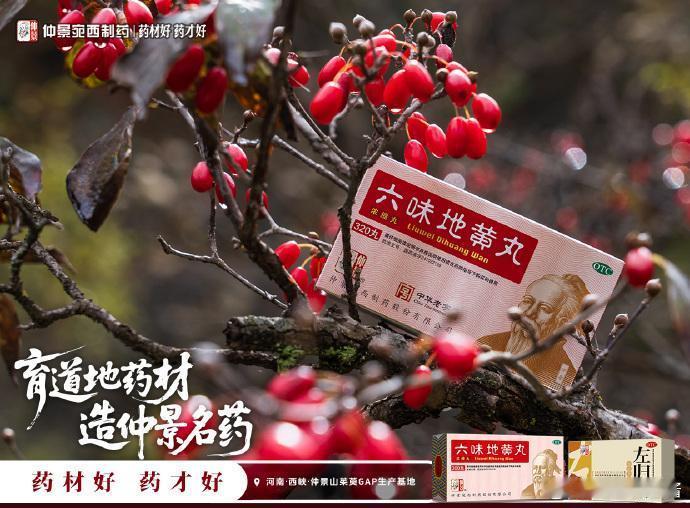 迎着伏牛山清新的晨风漫步在仲景的山茱萸基地，我终于为“药材好，药才好”这句充满智