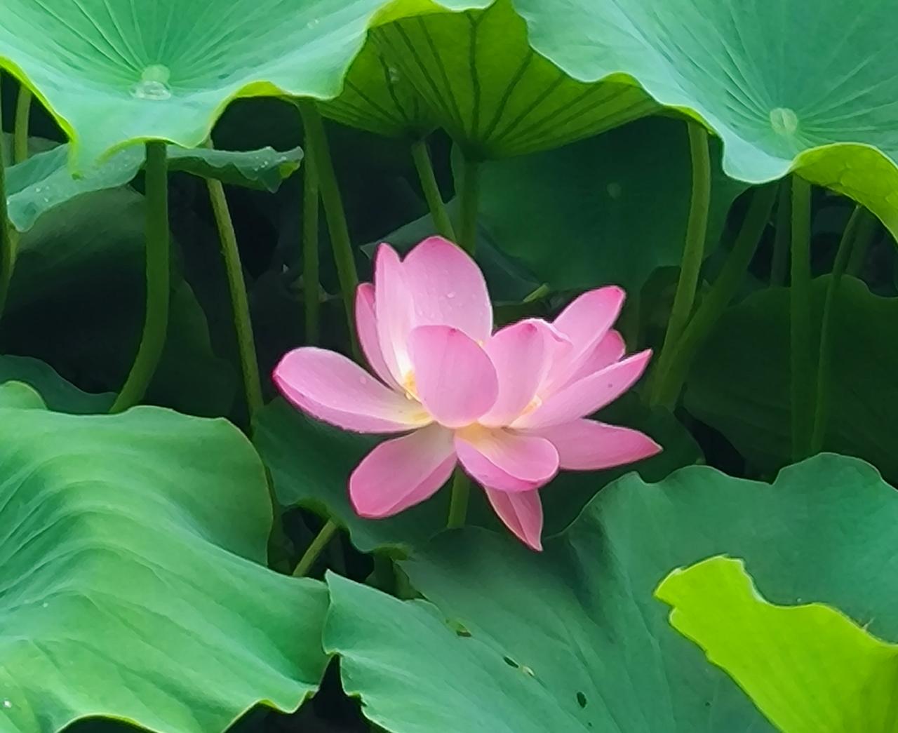 一位资深的教导主任谈到如何提高教育教学质量，他说学校一定要注意关注集体备课的质量