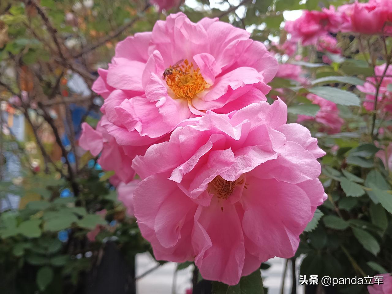 可惜了，又一位老中医离世，是中医界的损失。
在我被病痛折磨时，总希望有位神奇的老
