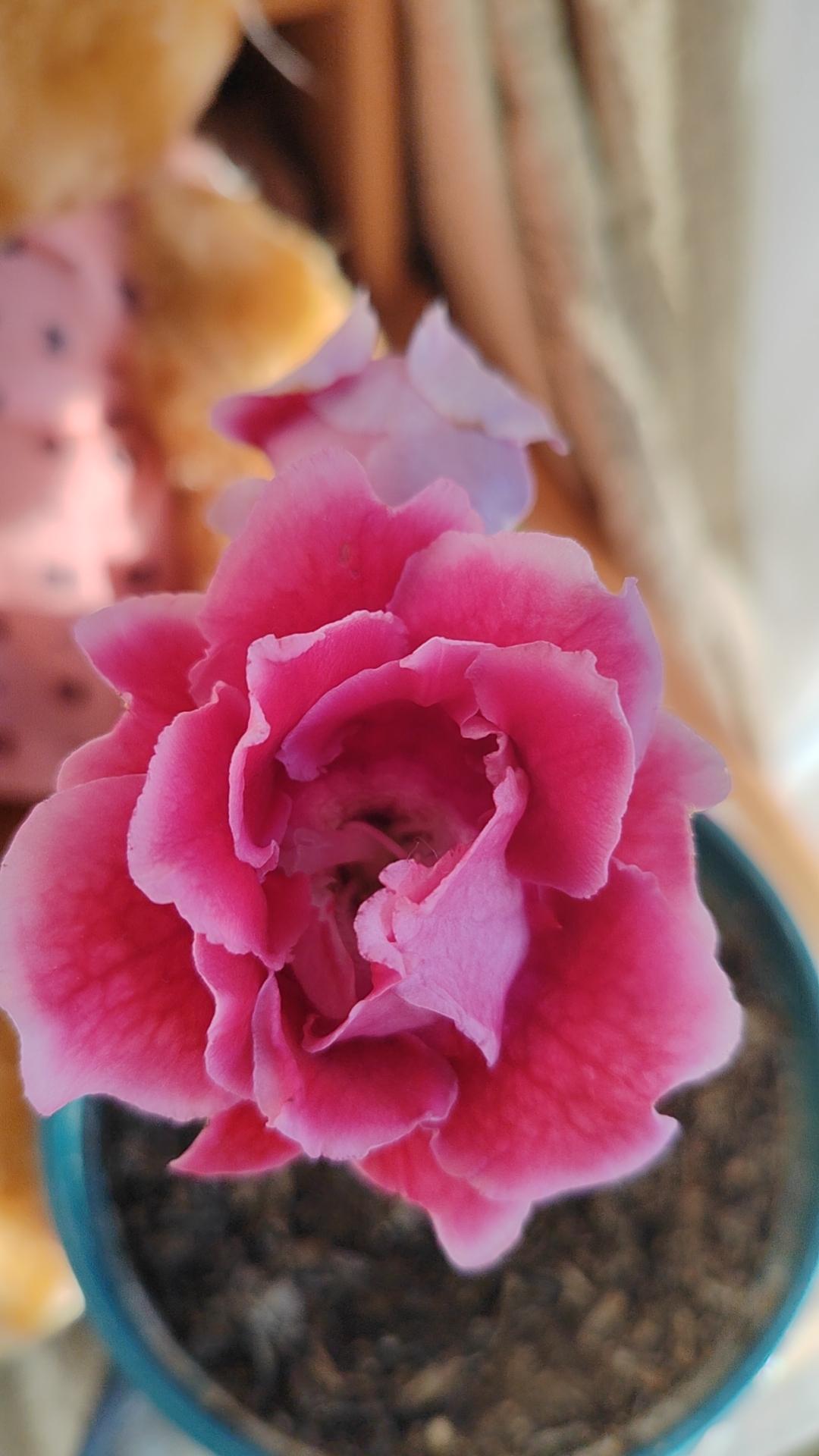 齐齐哈尔民生热线，教育局走入直播间，我们小区黑补课班，被曝光了…

因为毗邻学校