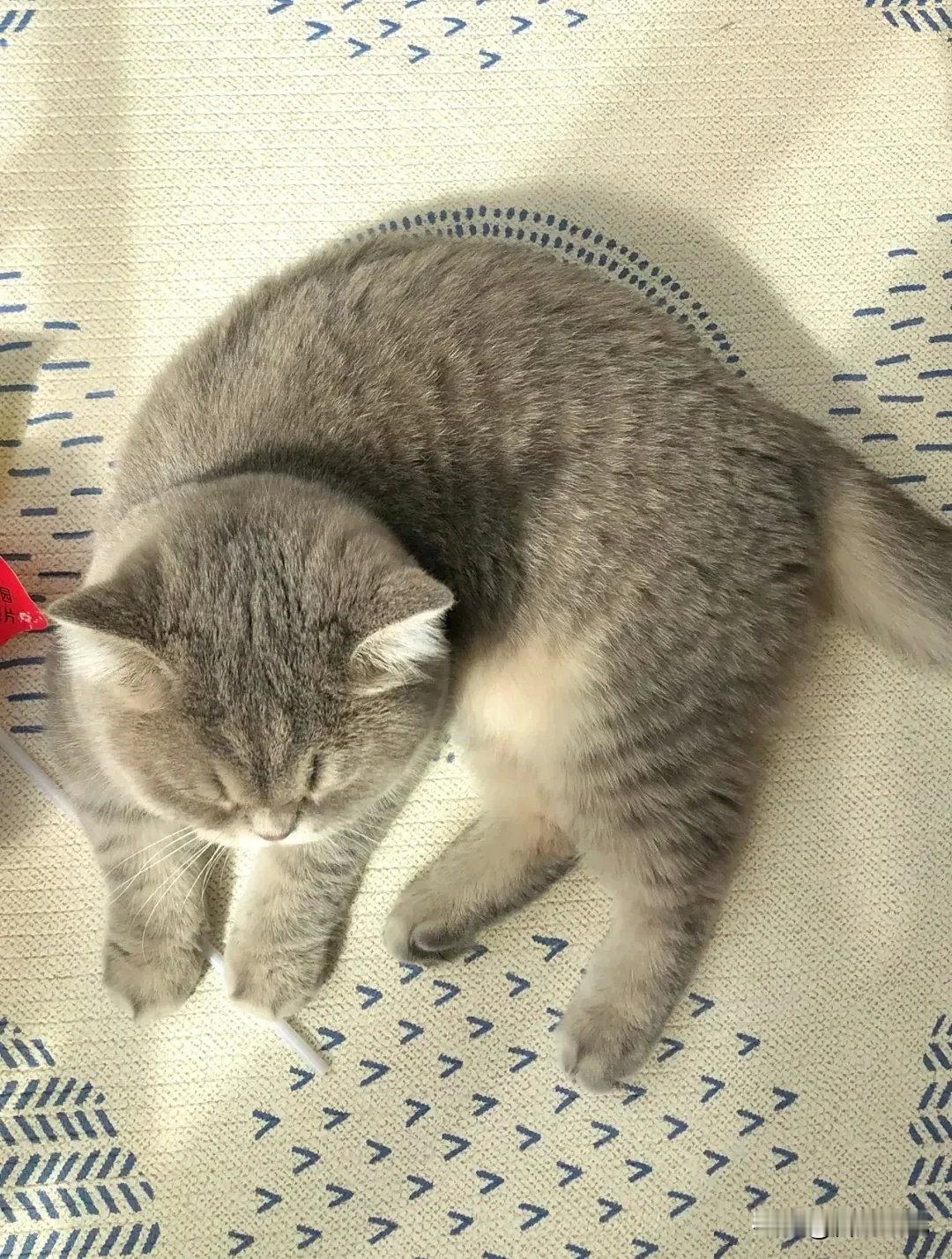 这只小猪咪360度怎么看都很圆，萌化了我的心巴...