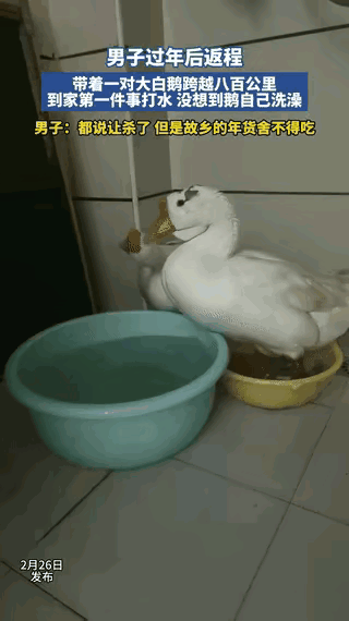 太不可思议了！河南一男子开车800公里带两只大白鹅回家，刚进卫生间，大鹅一点也不