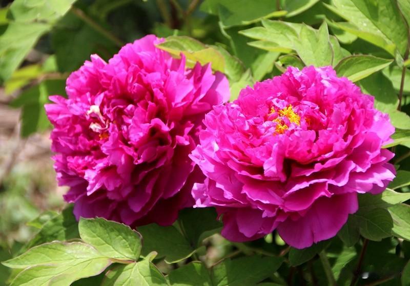 七绝|清明牡丹吟
风情四月牡丹开，
已过清明碧水来。
柳舞莺歌樱蕊艳，
忽然扑面