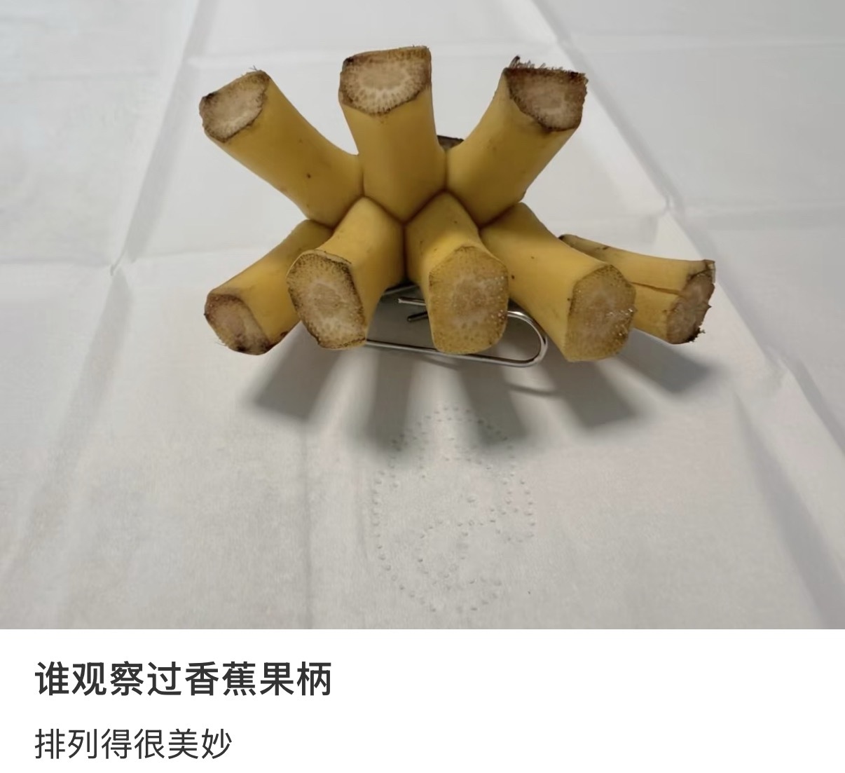 谁观察过香蕉果柄排列得很美妙 
