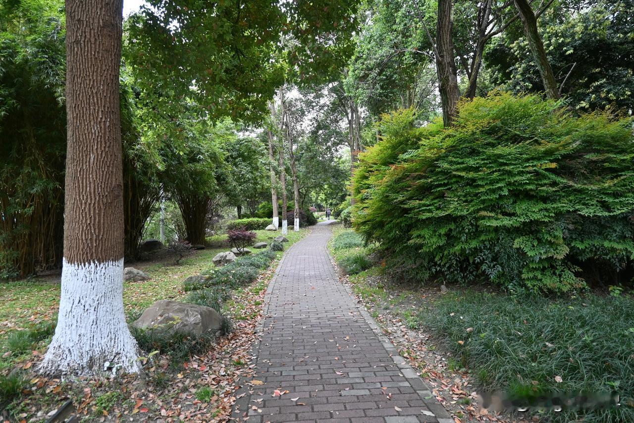 随手用手机和残幅相机，各拍了两张，来看看多少网友们猜对，无后期、无滤镜。手机原创