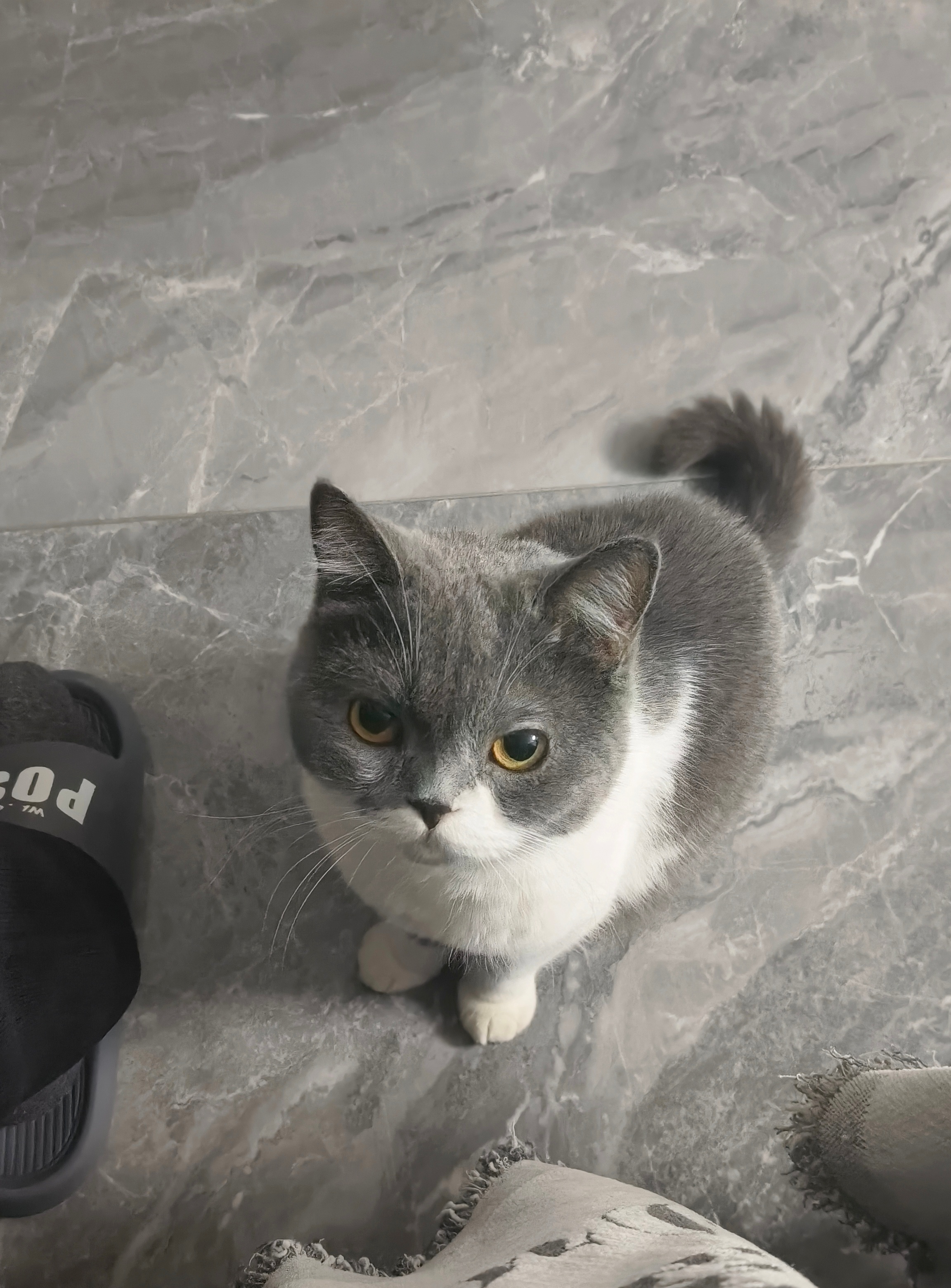 今天没有猫条，看我也没用🐱🐱 ​​​