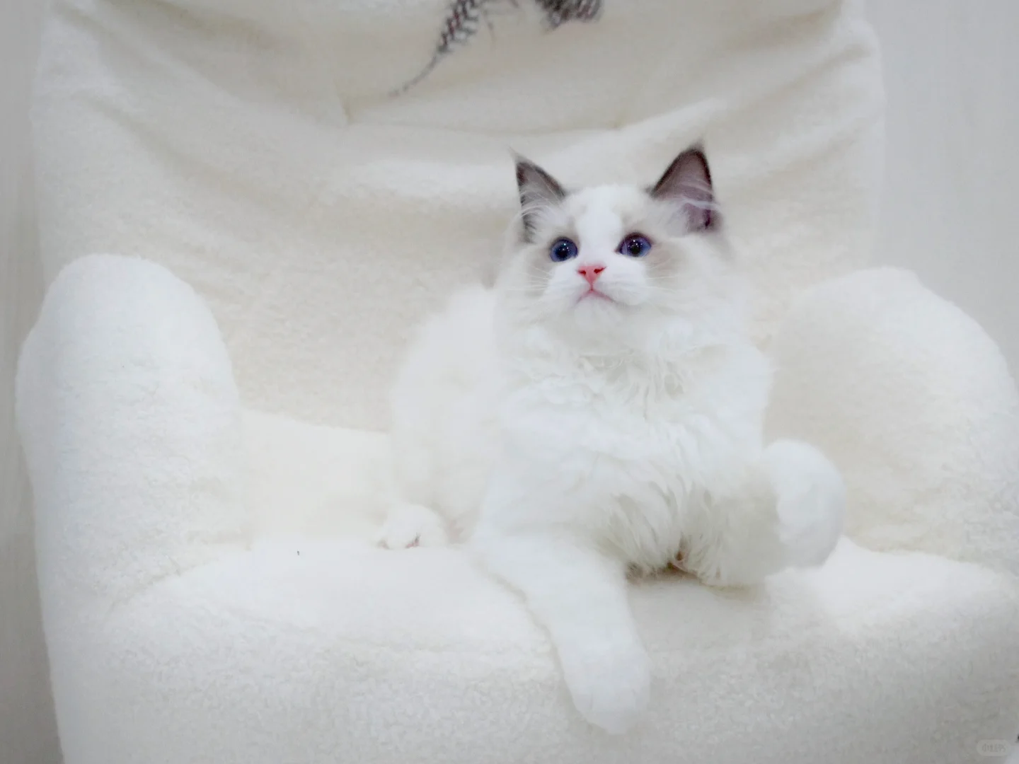 仙女喵｜日本布偶猫舍｜东京布偶猫舍