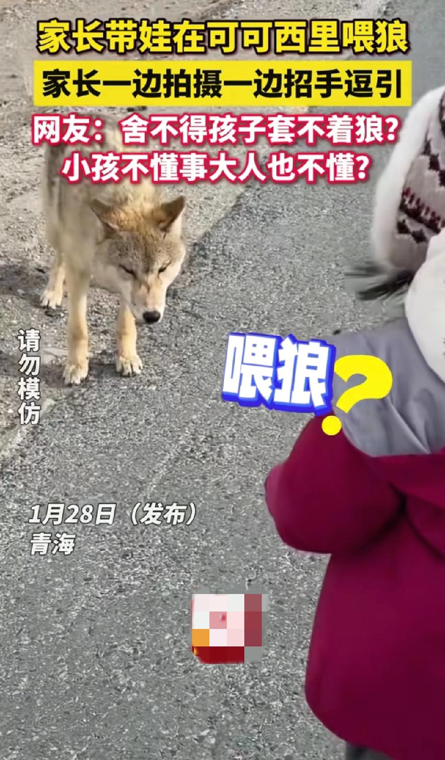 6岁小女孩在可可西里近距离给狼投喂火腿肠，家长发视频并配文“重返狼群”，还对狼招