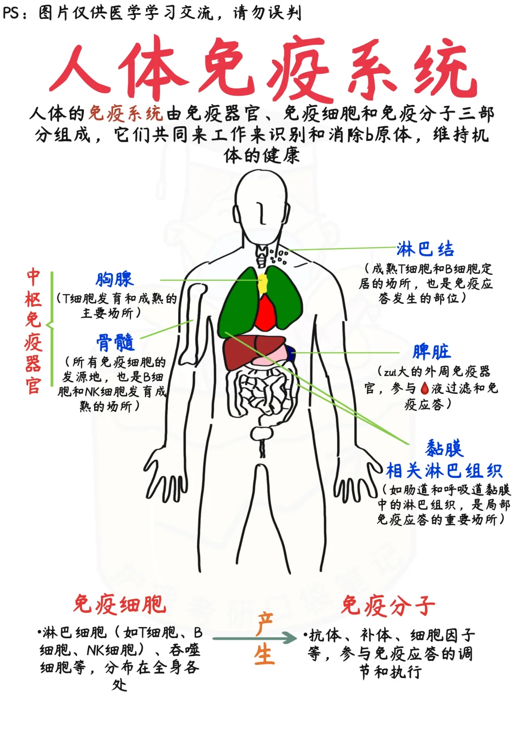 📒医学生笔记｜免yi系统‼️预防敏敏性鼻炎