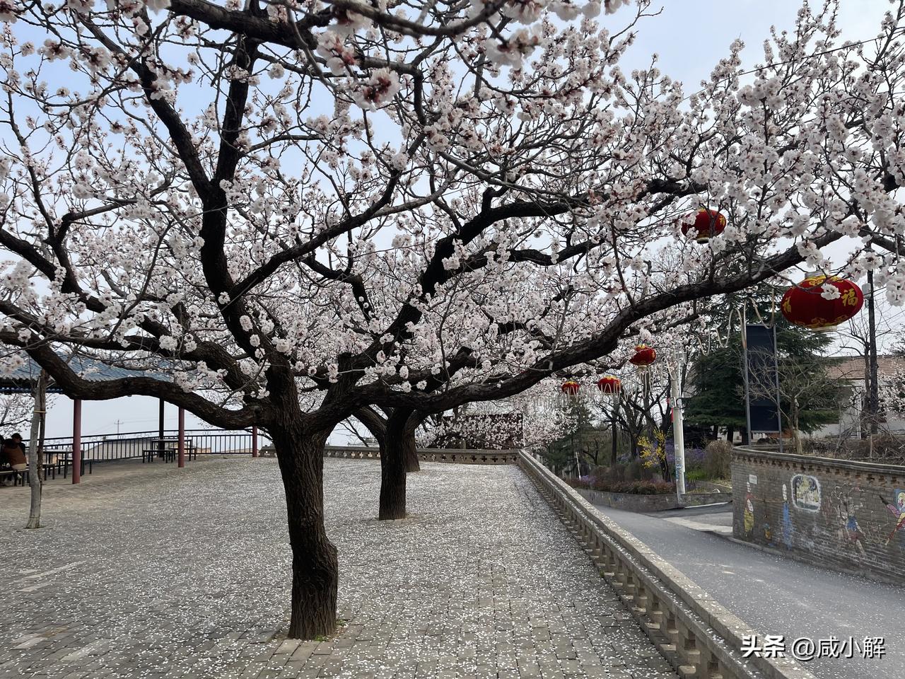 礼泉县东坪村的杏花花期已开始倒计时了，花期估计再有两三天，这里位于昭陵半山腰，几