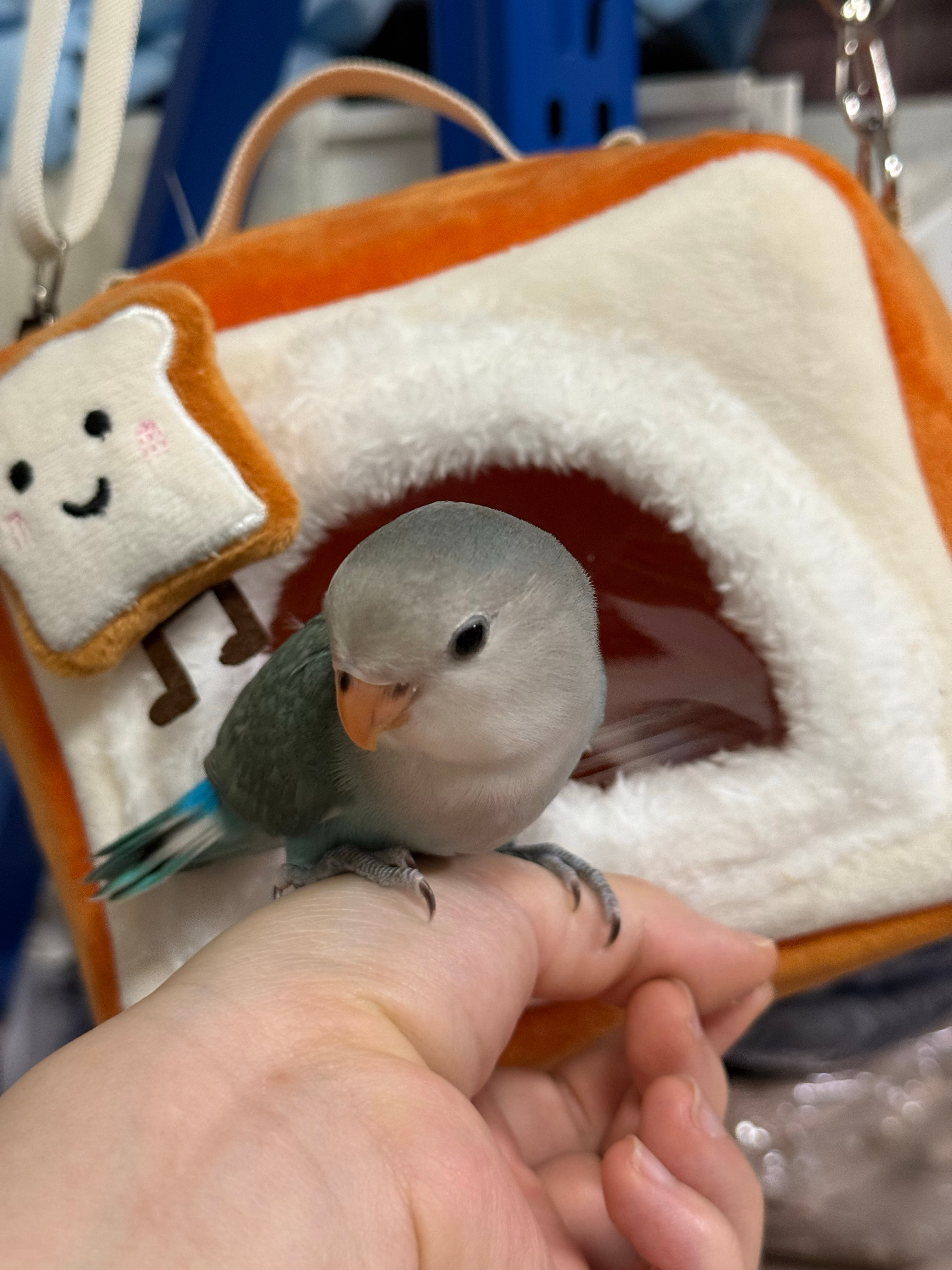 准备带她去旅游所以买了个包。太可爱了这个包。 