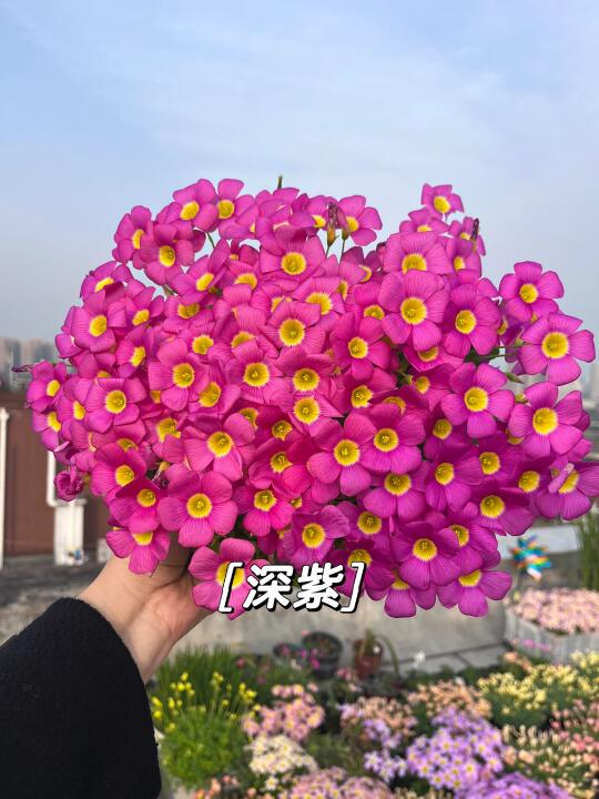今天是粉紫色系酢浆草