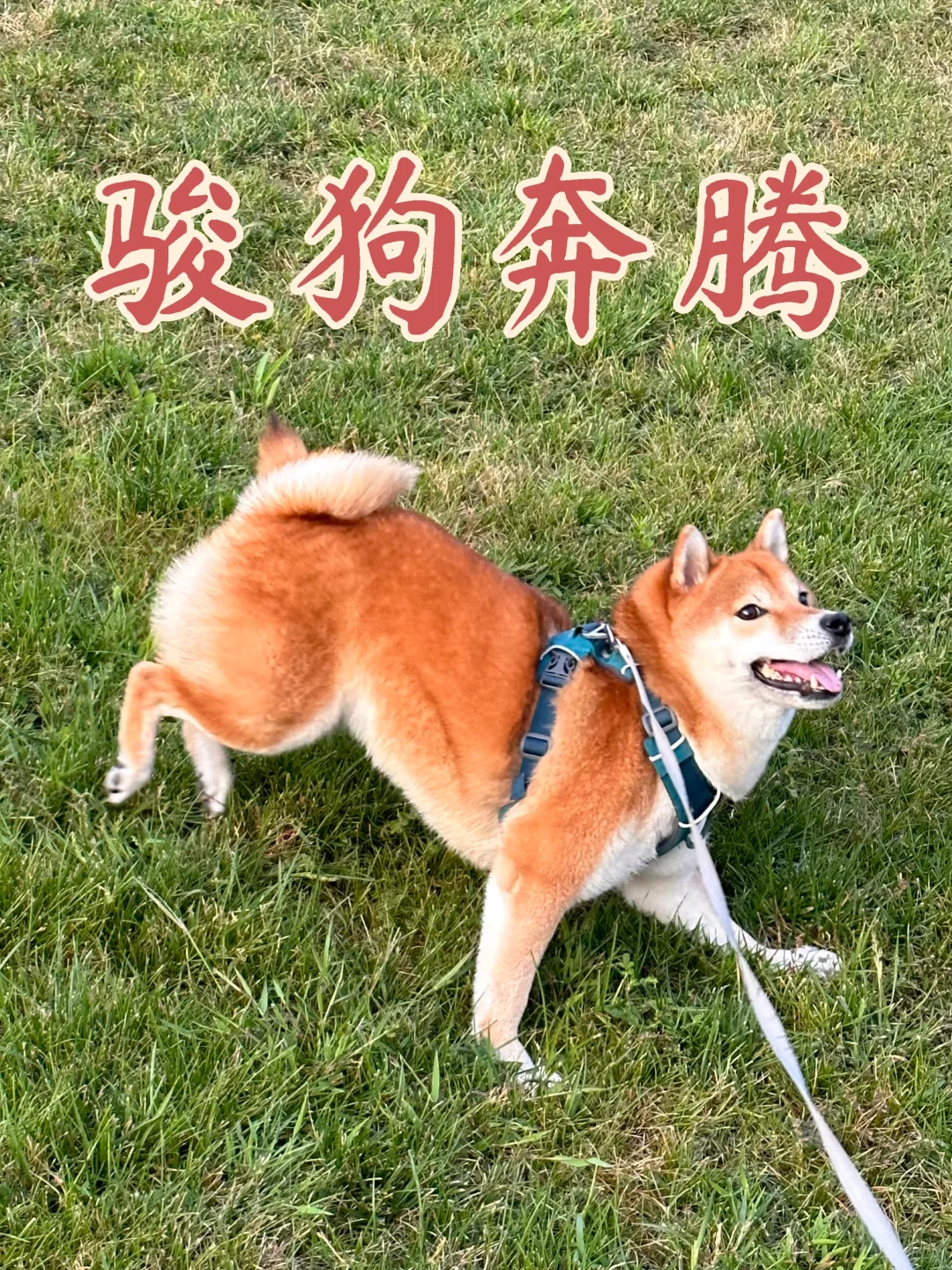 🐶：梦想是当骏马